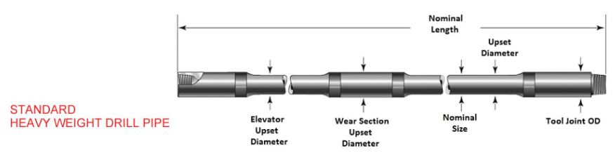 estructura articular del cachorro